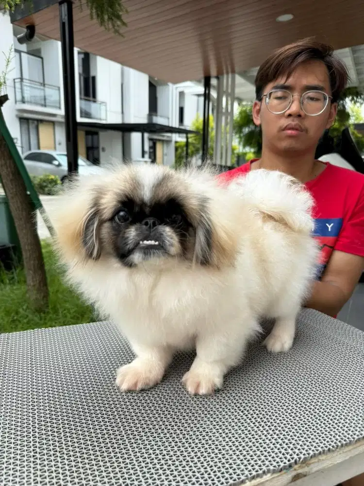 Pekingese asli Langka