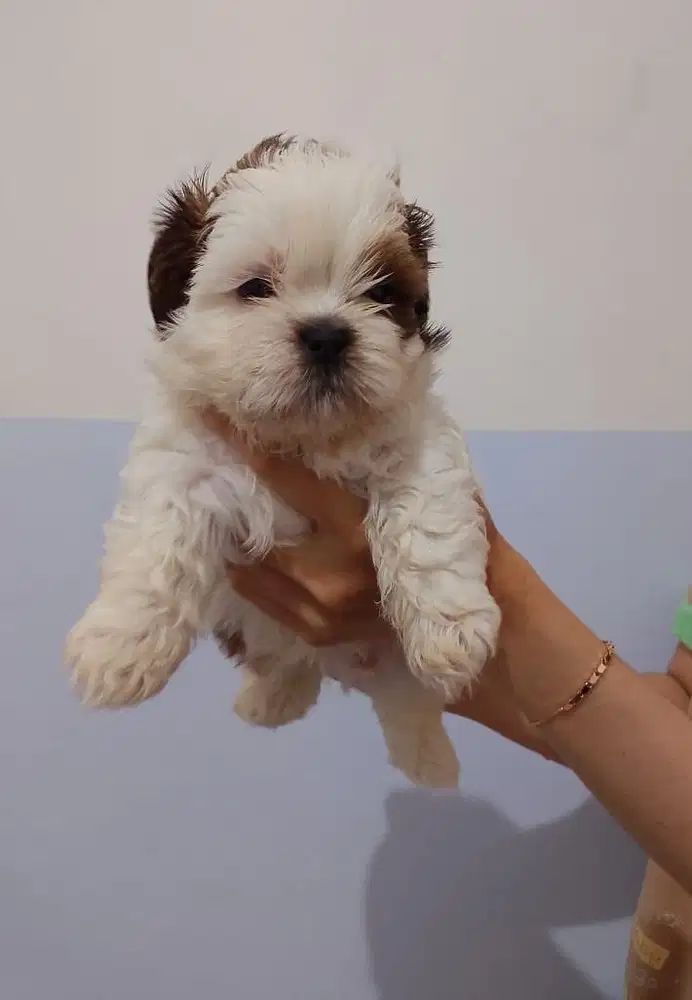 ShihTzhu cakep cakep