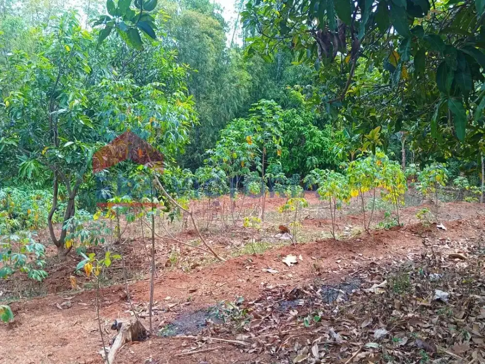 Tanah Nganjuk Pinggir Jalur Alternatif Cocok Gudang, Peternakan & Kavling