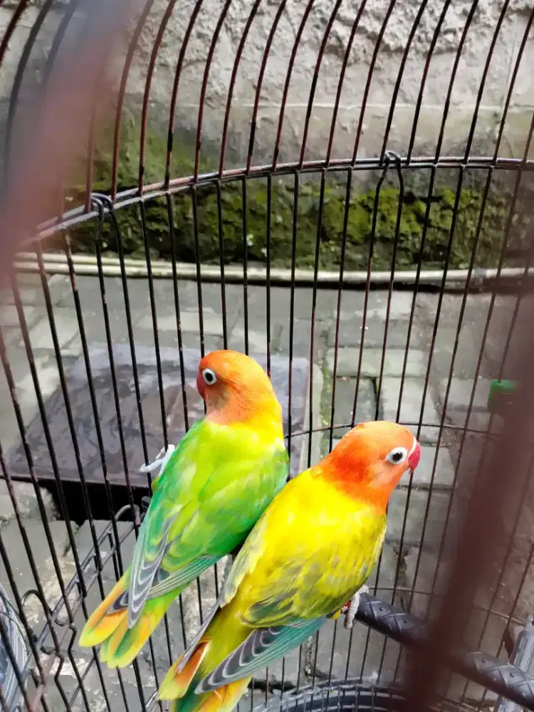 Lovebird Biola Sepasang