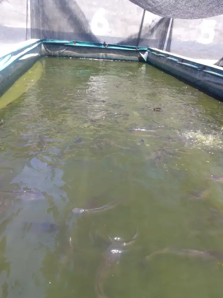 jual ikan lele konsumsi