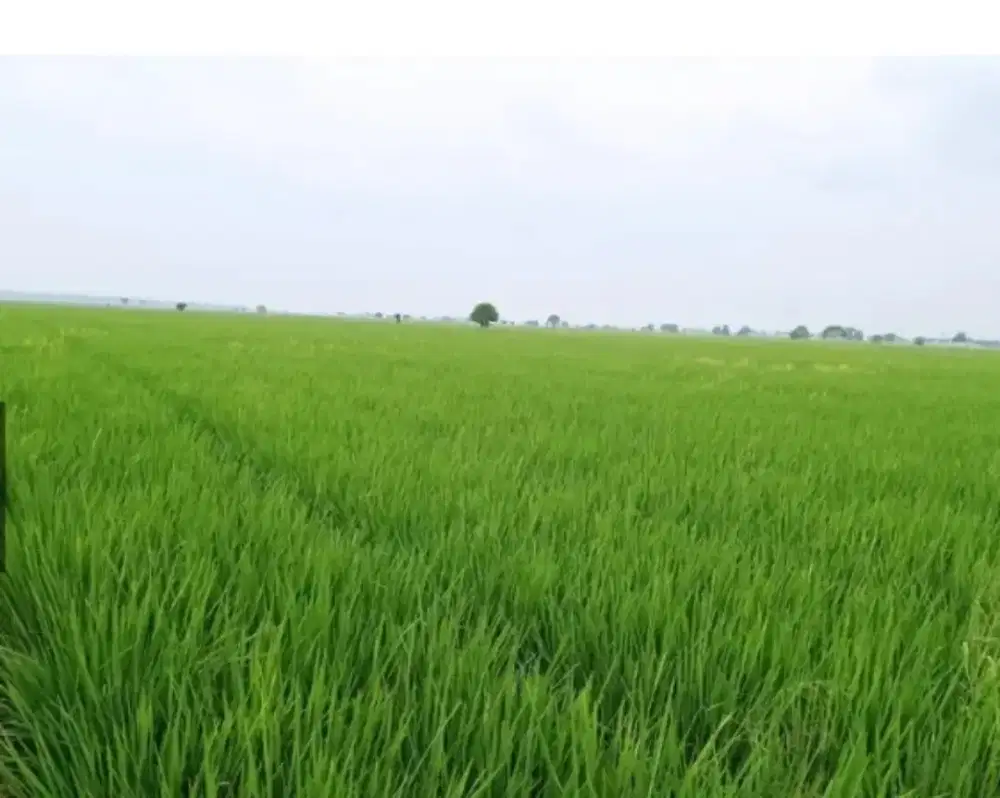DI JUAL SAWAH SELUAS 2100/m persegi