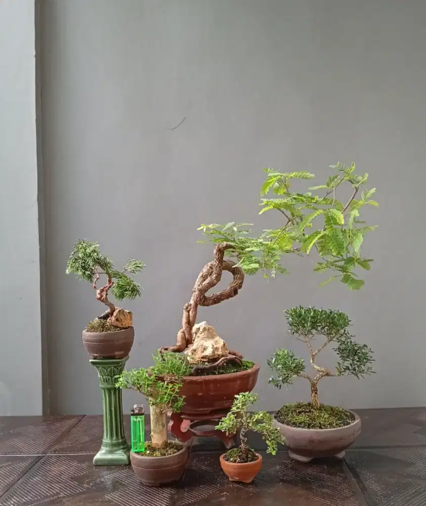 Mame bonsai murah cantik ada 5 pohon