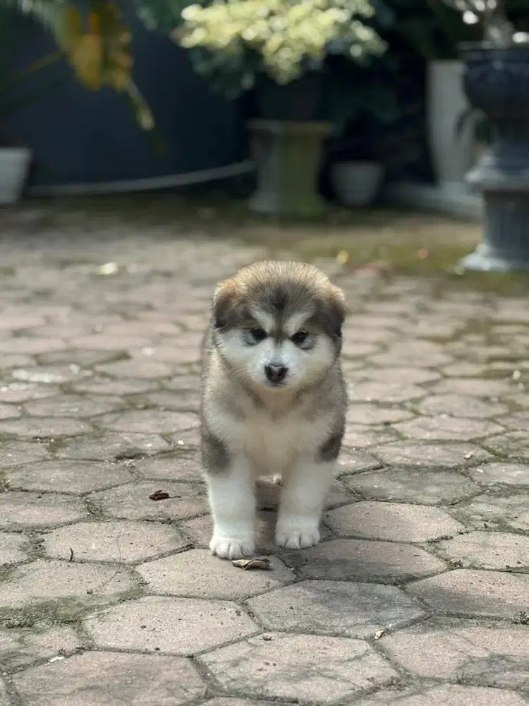 Alaskan malamute giant