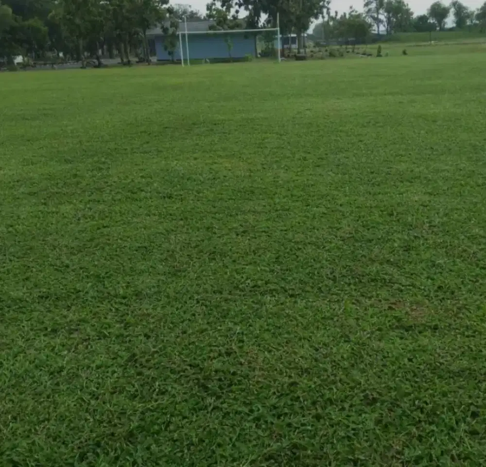 RUMPUT LAPANGAN
