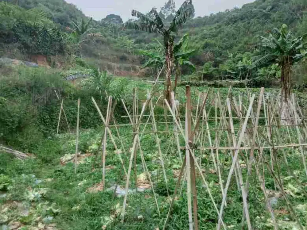 Tanah kebun 2 hektar lebih lok.Cikarembi lembang