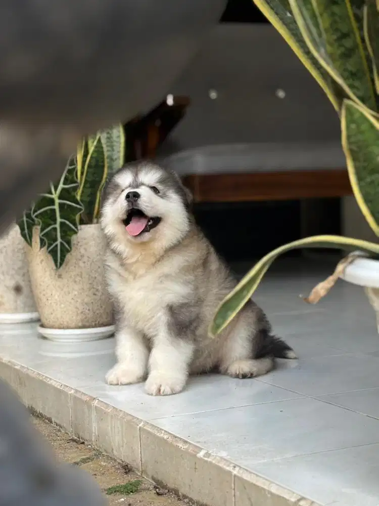 Alaskan malamute giant cucu import