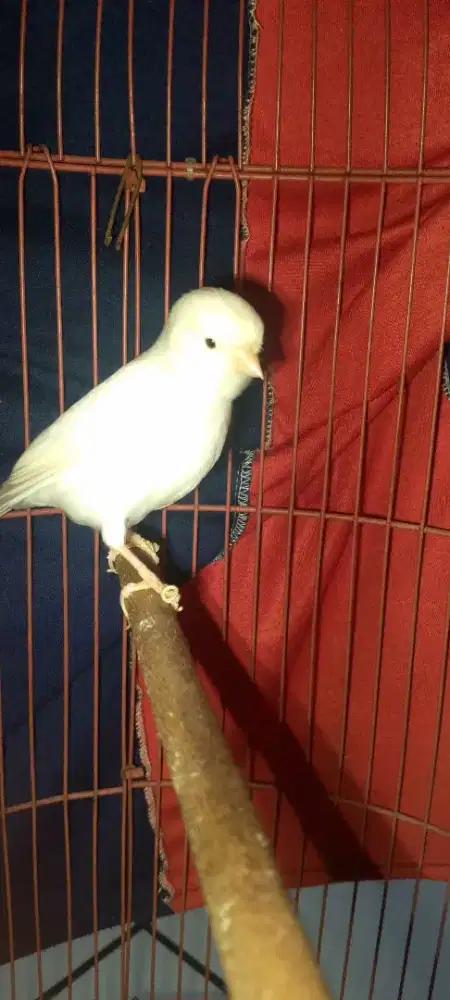Burung kenari AF warna putih pojong