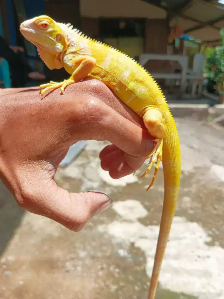 IGUANA ALBINO SIZE 48CM