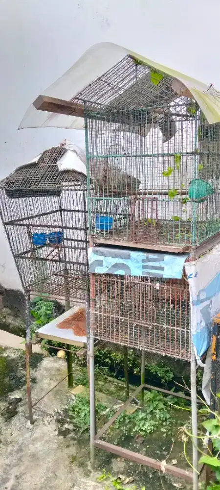 2 kurungan burung kucing