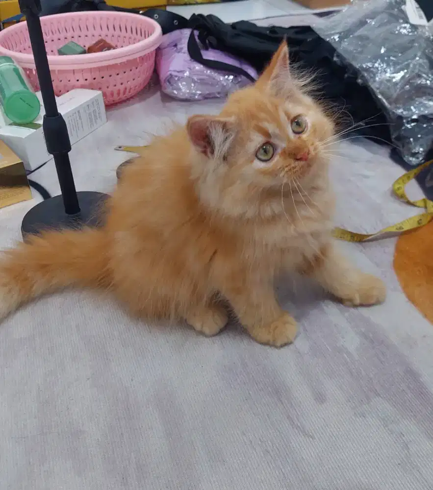 Kucing persia flatnose bulu kapas