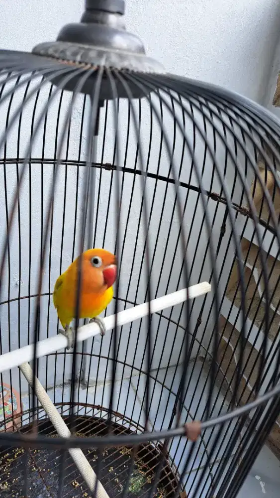 Ready Lovebird paskun betina