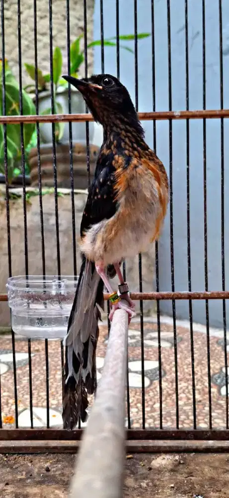 Murai trotol jantan ekor panjang