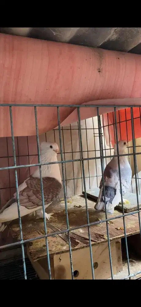 Burung merpati Santinet sepasang