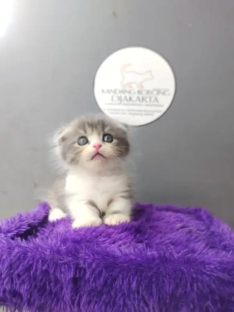 Kitten Munchkin gaelic fold jantan