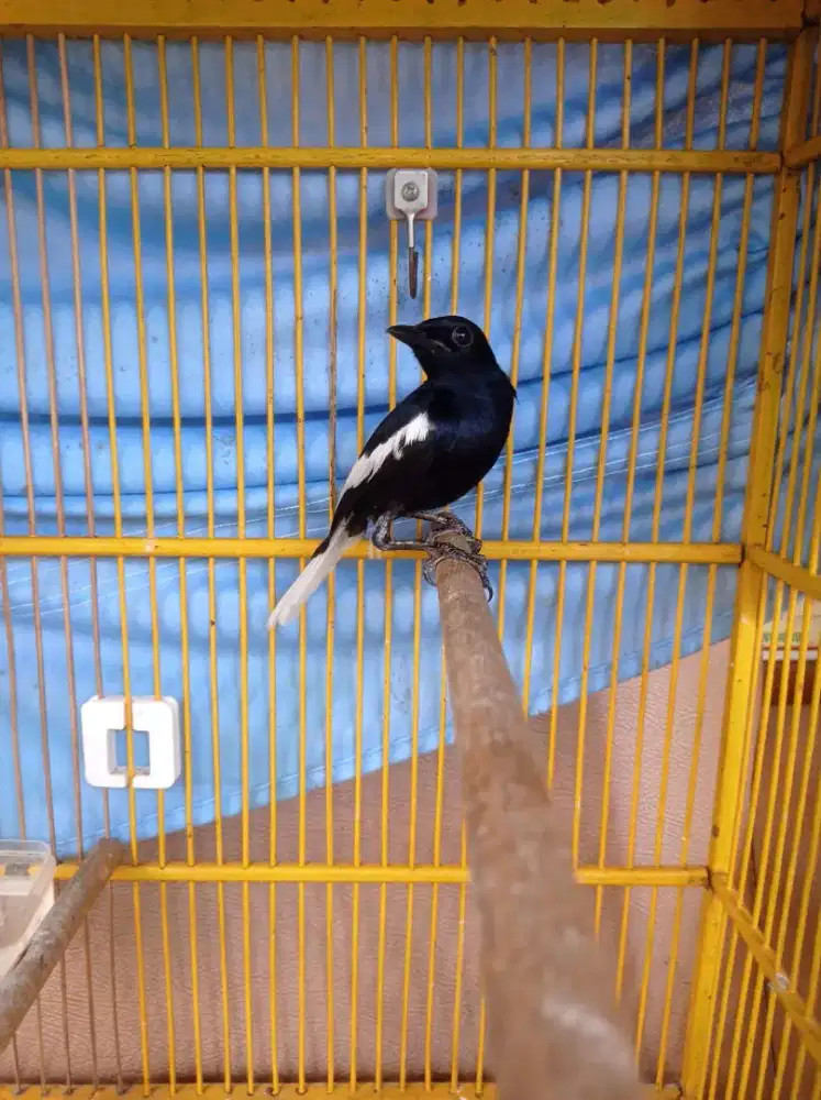 Kacer jawa mulus rawatan