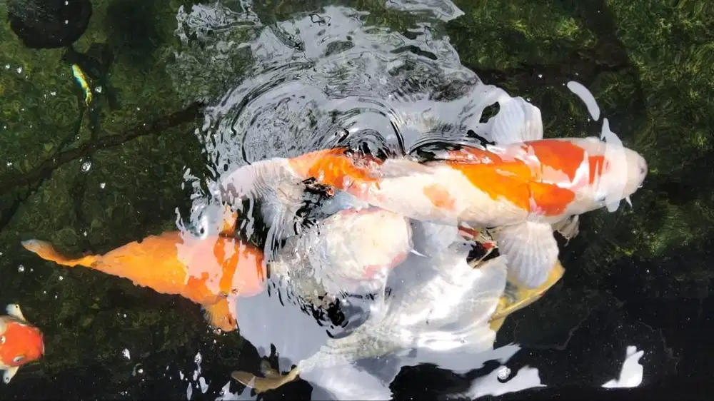 Dijual Borongan Ikan Koi Import