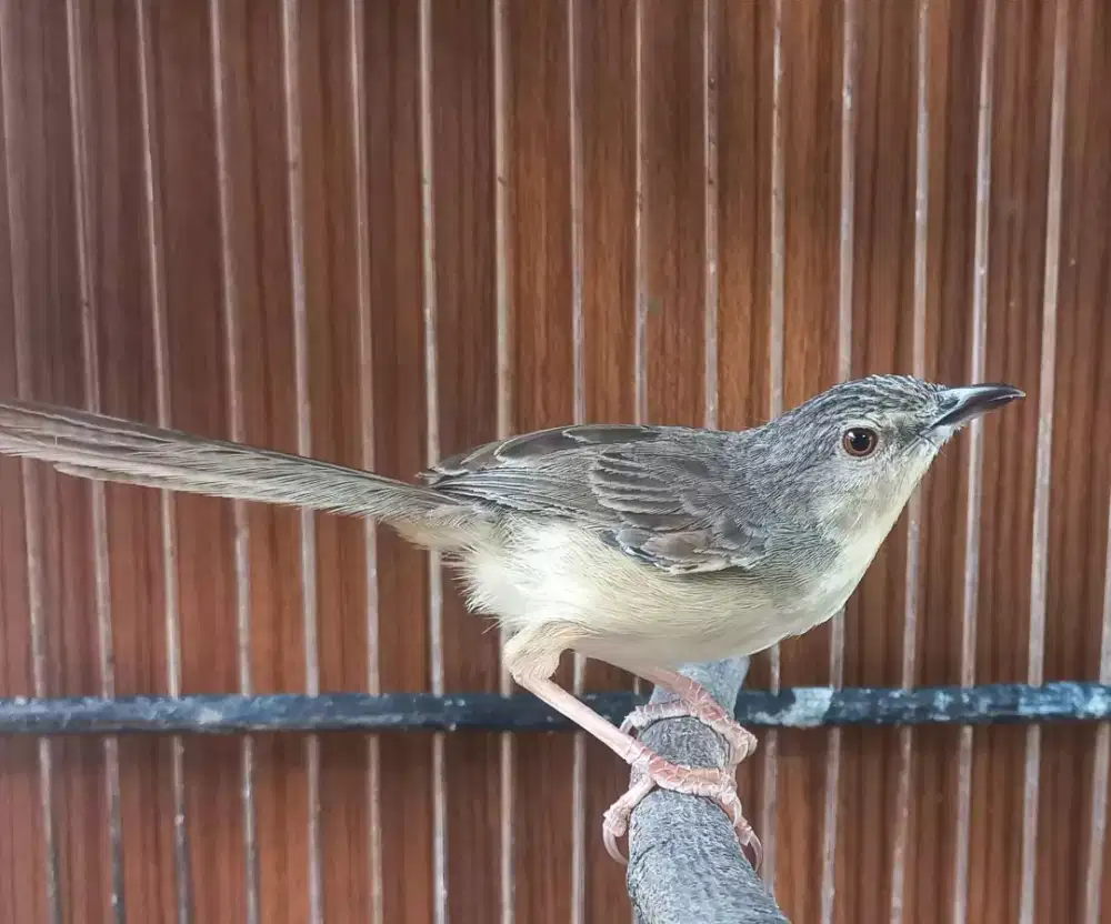 Ciblek gunung jantan rajin