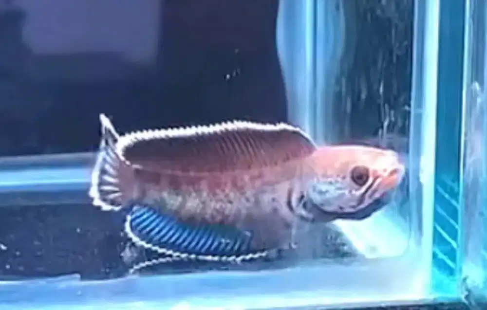 Jual borong 3 channa stewarti & 2 channa andrao