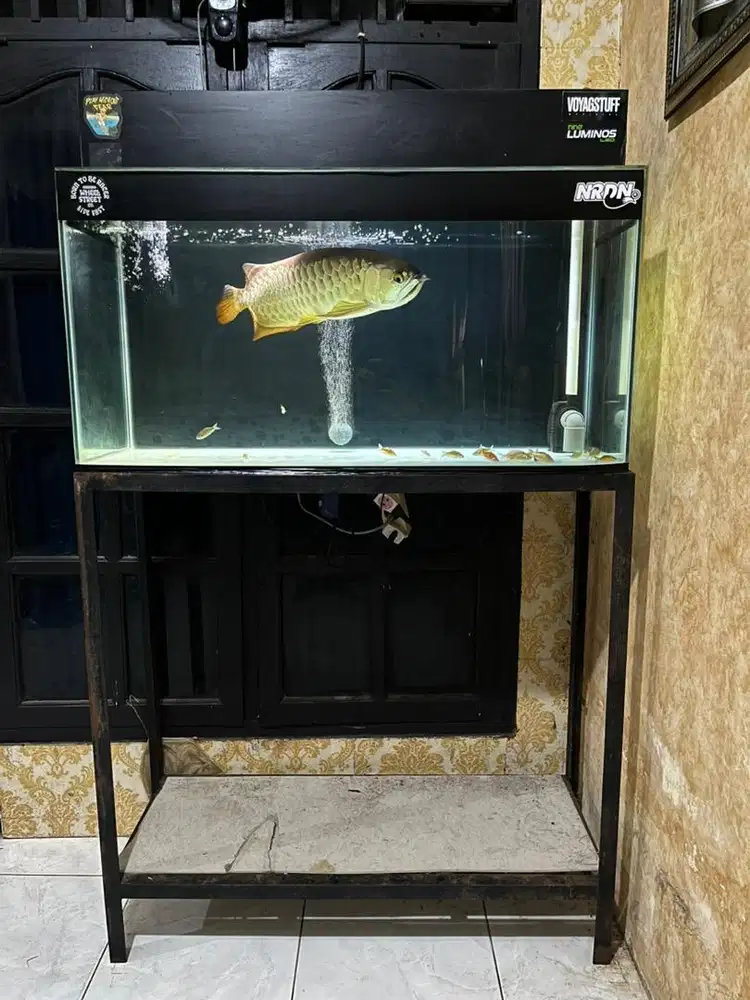 Arwana Golden Red + Aquarium