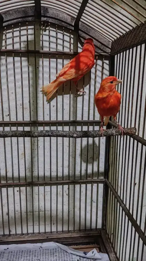 Kenari merlok sepasang siap produksi