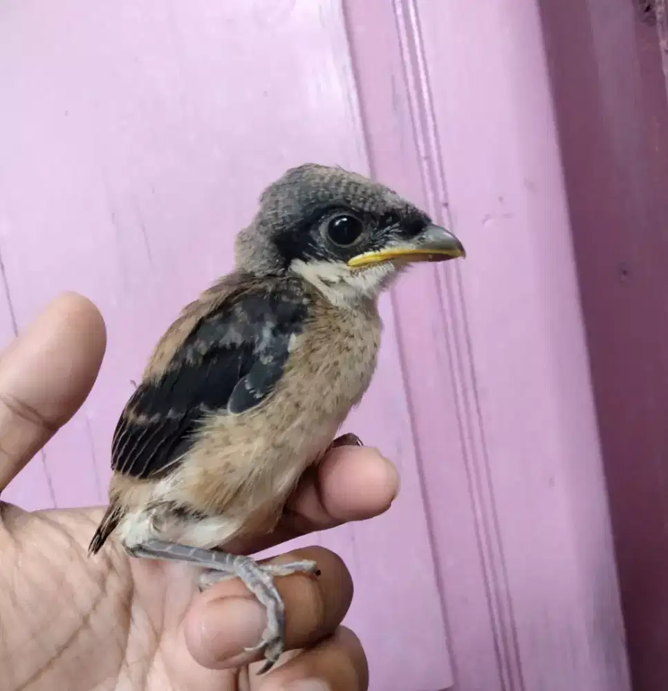 Anakan cendet madura calon blangkon