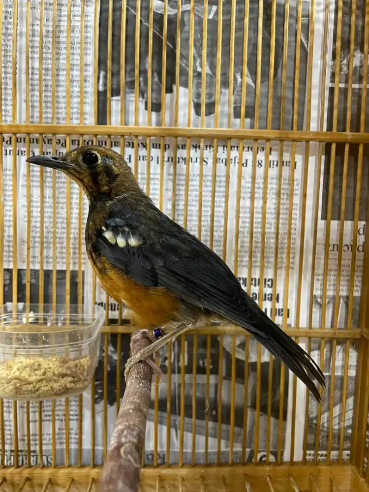 Trotol anis merah sumedang jamin jantan