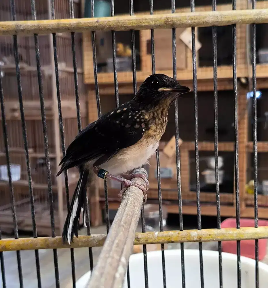 Trotolan murai seri f calon gaya sujud