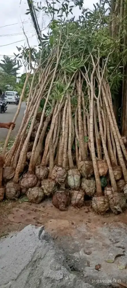 Tabebuya kuning Tinggi 3 meter