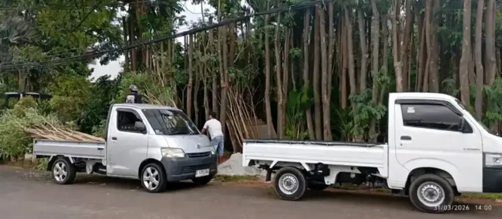 Tabebuya kuning Tinggi 3 meter