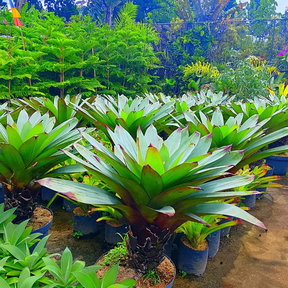 Tanaman Bromelia Gaint