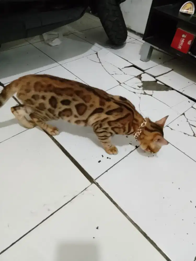 jantan kitten 5 bulan