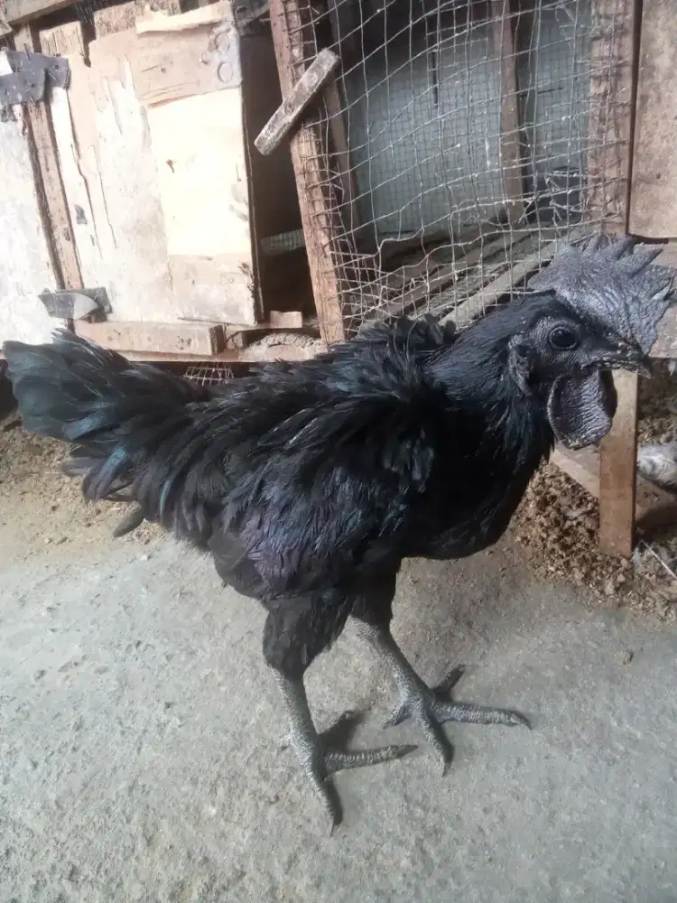 Ayam jago cemani siap kawin