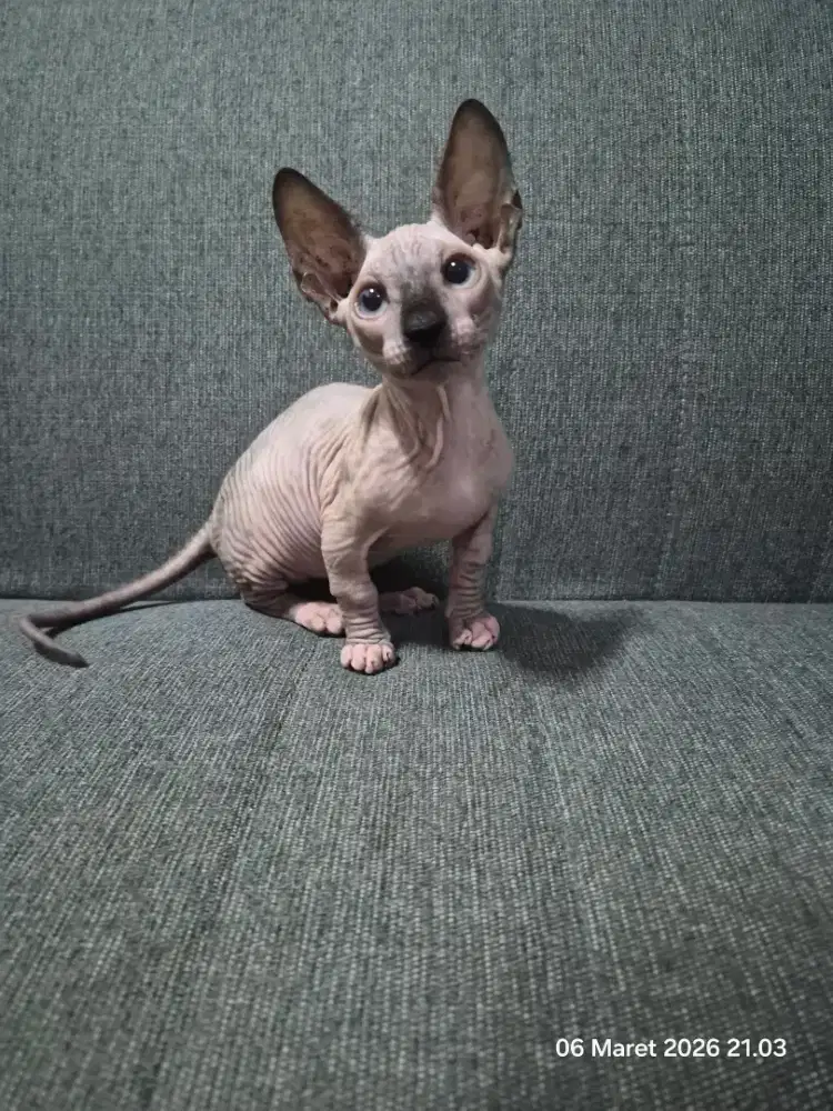 Kucing Bambino jantan 4 bulan