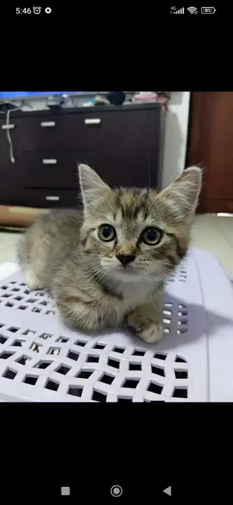 Kucing munchkin
