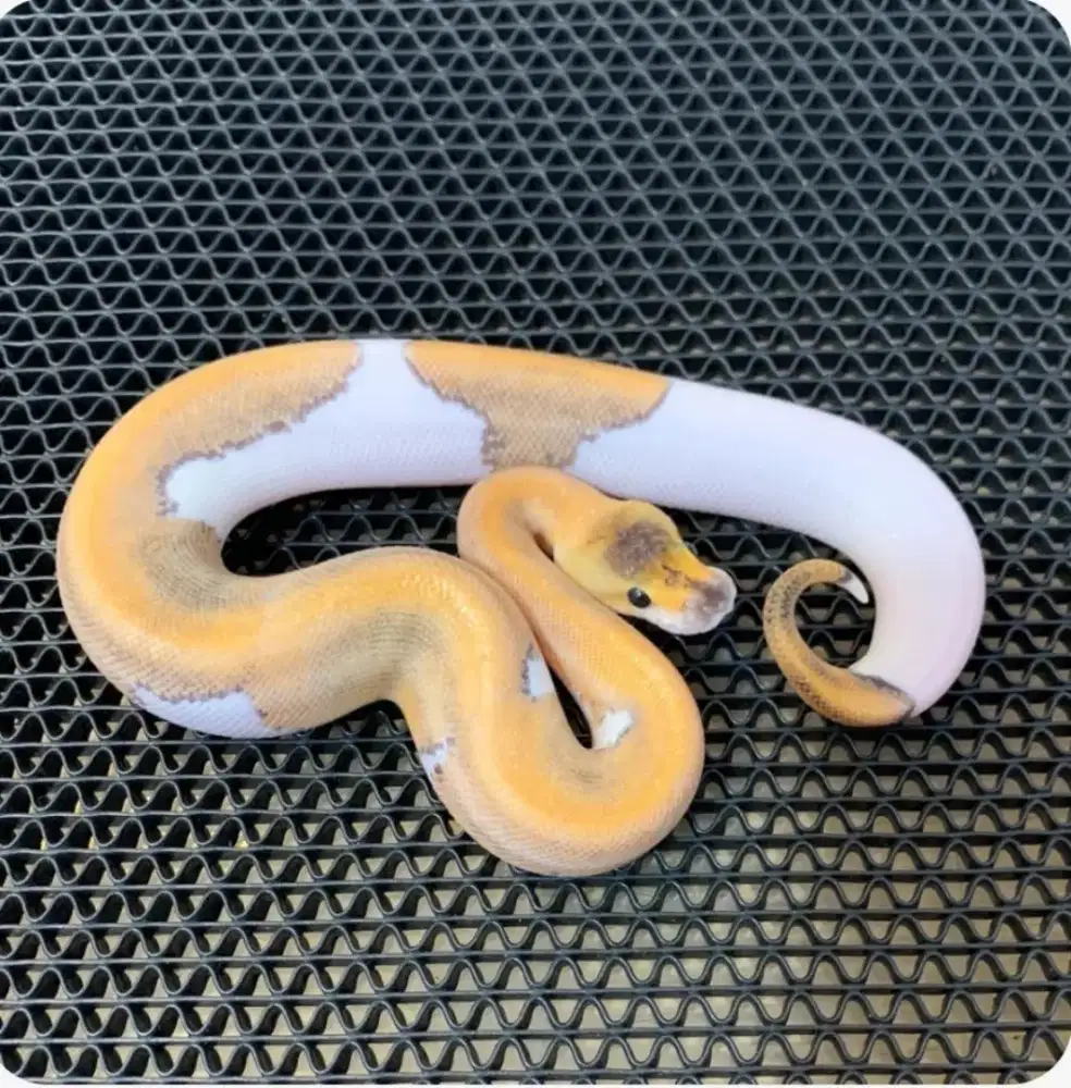 ballpython blackhead champagne male