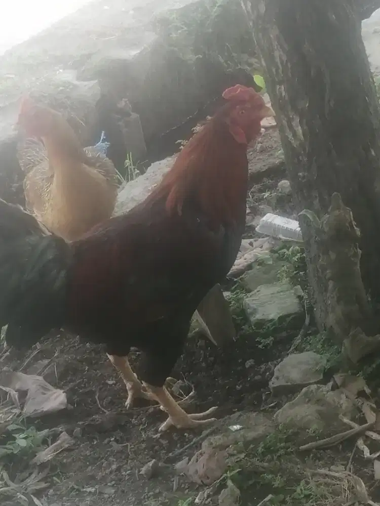 Ayam Kampung Jantan