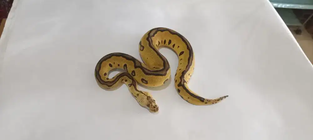 ballpython f clown leopard pastel female