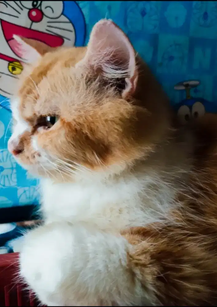 Kucing PERSIA JANTAN big bone