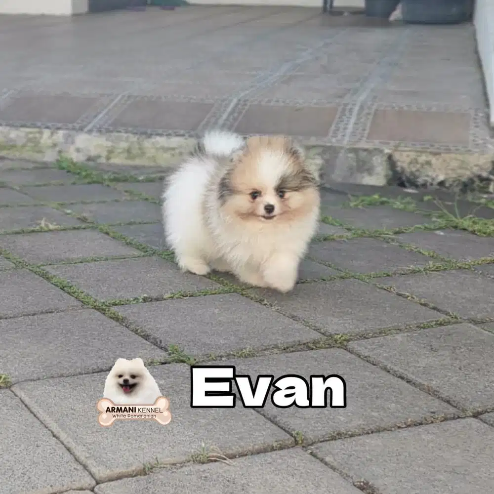 Available Male Mini Pomeranian Party Merle 5 Colour.