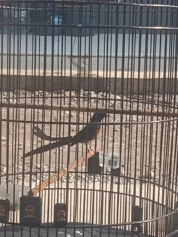 di jual murai batu medan