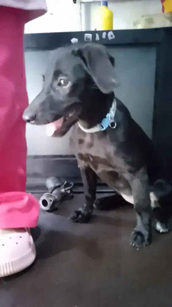 Chihuahua mix pincher podle  asli ya 4bln mulus terawat hrga nett aja