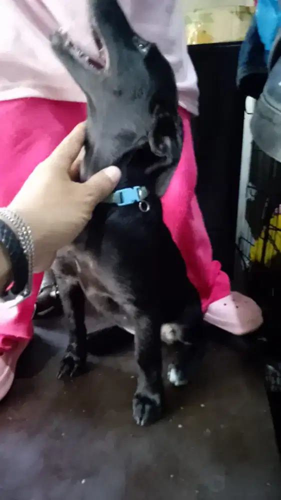 Chihuahua mix tekel  asli ya 4bln mulus terawat hrga nett aja