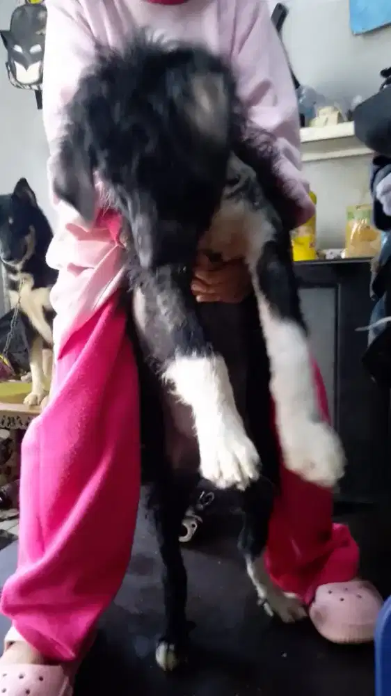 Poodle mix Chihuahua. Jntan 4bln obat cacing rutin,vitamin2 mulus