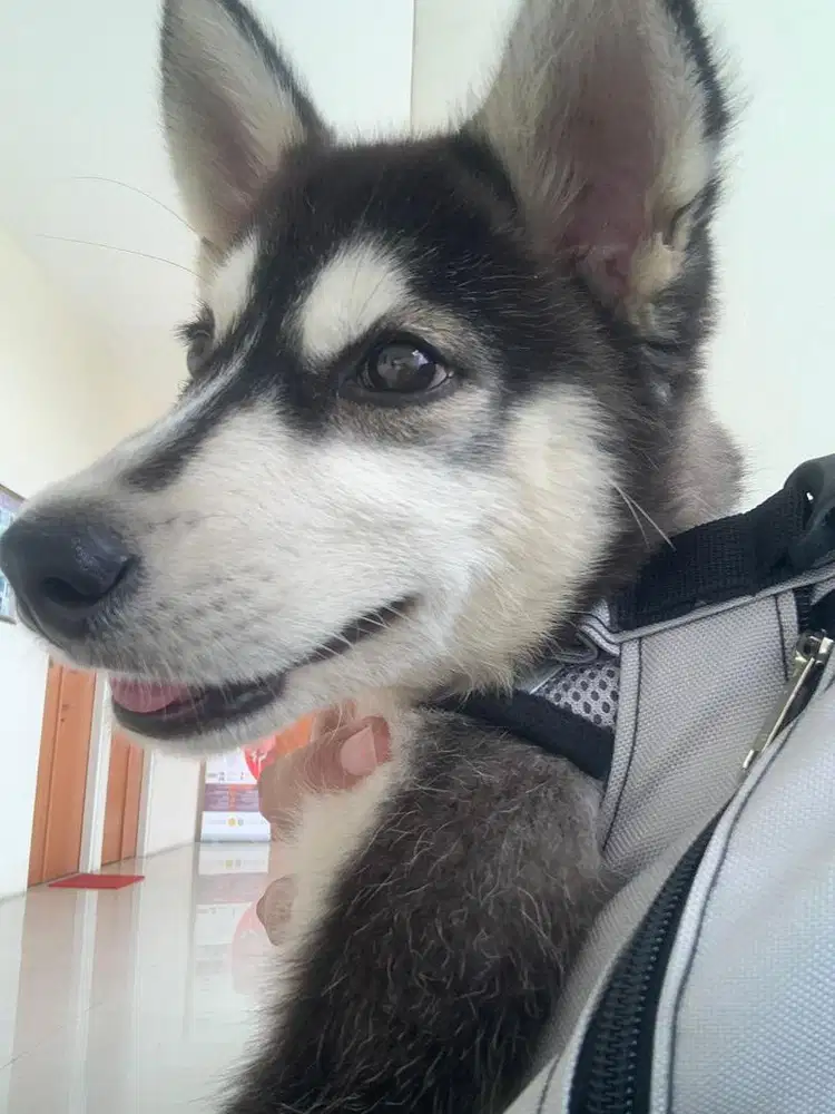 OPEN ADOPT HUSKY BETINA