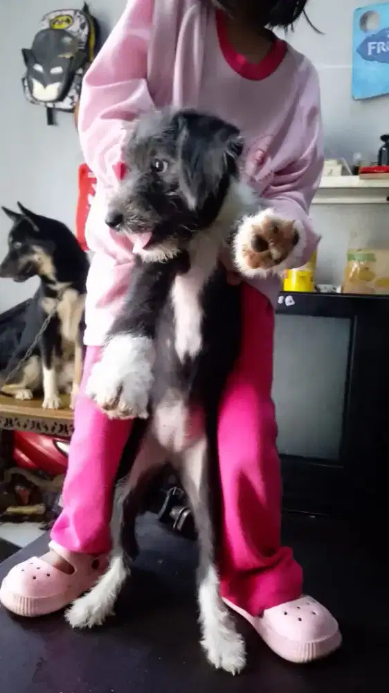 Poodle mix Chihuahua betina ya sangat sehat terawat open adopsi