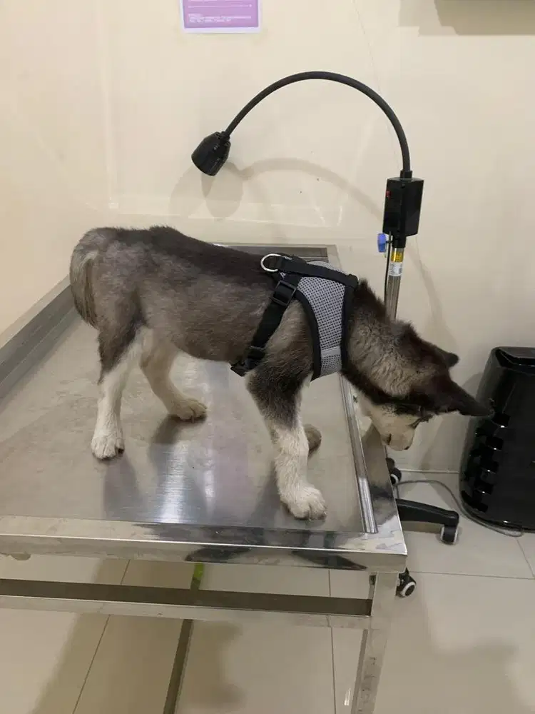 HUSKY BETINA - NEED ADOPTER