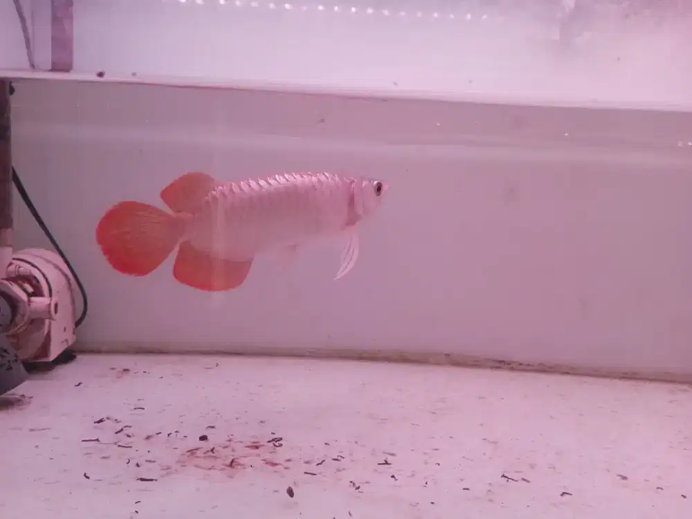 Arwana super red 23 24cm-+ mulus, dayung panjang