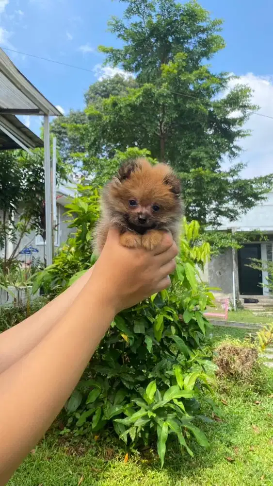 Minipom Sable betina
