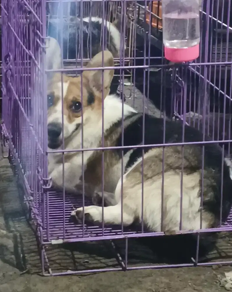 Welsh corgi jantan 14 bulan stambum